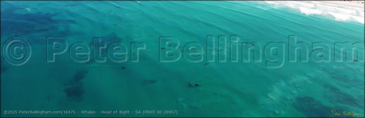 Peter Bellingham Photography Whales - Head of Bight - SA (PBH3 00 28957)